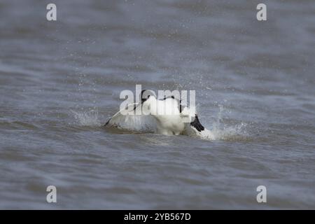 Pied avocet (Recurvirostra avosetta) adult wading bird bathing in shallow water, England, United Kingdom, Europe Stock Photo