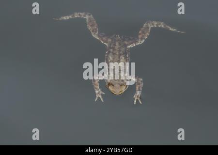 Common toad (Bufo bufo) adult amphibian swimming in a pond, England, United Kingdom, Europe Stock Photo