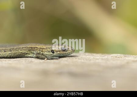 Common lizard (Zootoca vivipara) adult reptile sleeping on a wooden sleeper, England, United Kingdom, Europe Stock Photo