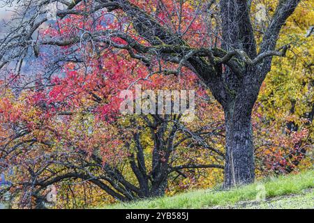 Autumn in the Swabian Alb, fruit trees in a meadow orchard with colourful leaves. Landscape near Eningen unter Achalm, Baden-Wuerttemberg, Germany, Eu Stock Photo