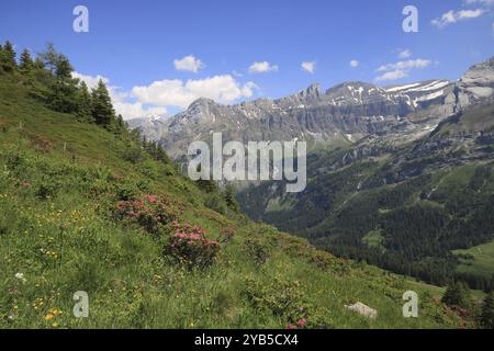 Blooming alpine roses in the Saanenland Valley, Switzerland, Europe Stock Photo