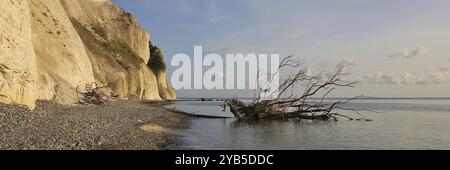 Tree fallen of Moens Klint, limestone cliff in Denmark Stock Photo