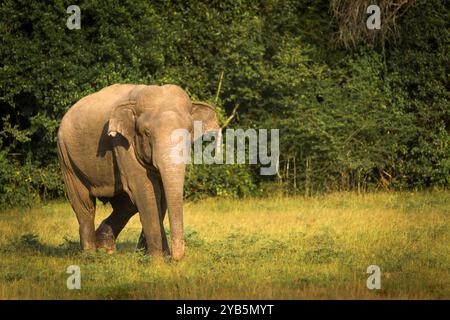 Majestic bull elephant in musth, walking towards us Stock Photo