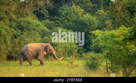 Bull Elephant walking through a forest glade Stock Photo