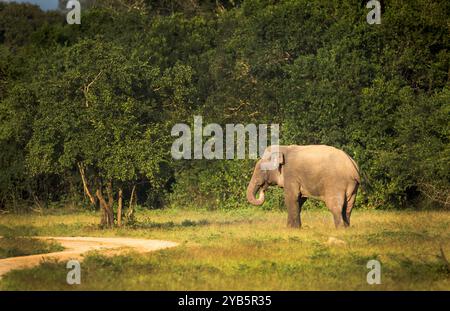 Bull Elephant at cross roads in Kumana Stock Photo