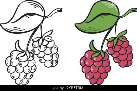 Ripe juicy raspberry on branch with leaves ink sketch and color version Stock Vector