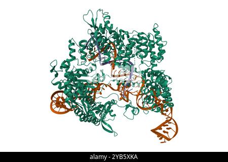 Crystal structure of Streptococcus pyogenes Cas9 in complex with guide RNA (brown) and target DNA (violet). 3D cartoon model, PDB 4oo8 Stock Photo
