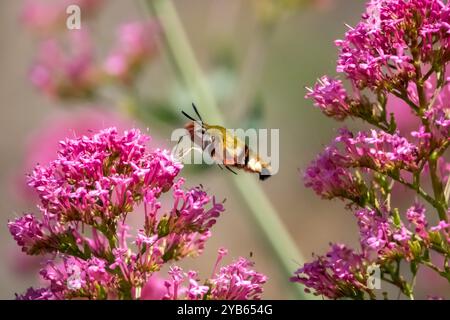 Hemaris thysbe, the hummingbird clearwing, is a moth of the family Sphingidae (hawkmoths) bouncing aleriana rubra (synonym Centranthus ruber). Stock Photo