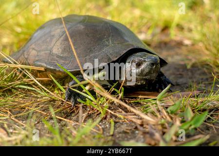 Black Marsh Turtle in tortoise in the wild, located photo tebat rasau, belitung island Stock Photo