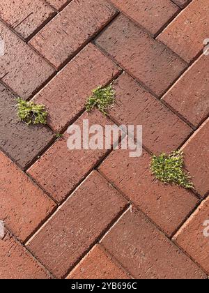 Young new green grass growing through the red brick hard floor, yard and garden maintaining concept Stock Photo