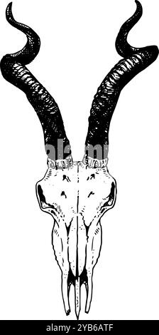 Impala - hand drawn illustration of animal skull in black and white | inspired by vintage styles, perfect for nature, band, horror or occult visuals Stock Photo