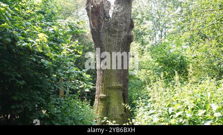 Tree trunks in Chiswick Gardens Stock Photo