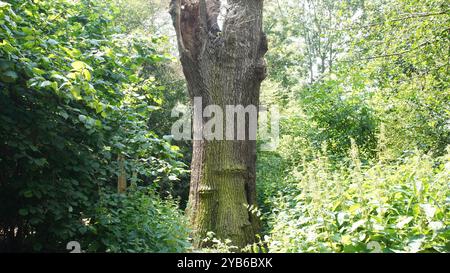 Tree trunks in Chiswick Gardens Stock Photo