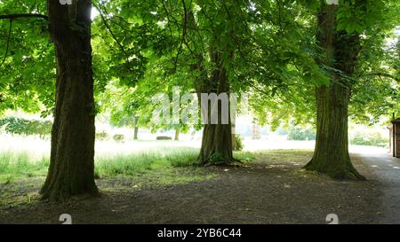 Tree trunks in Chiswick Gardens Stock Photo