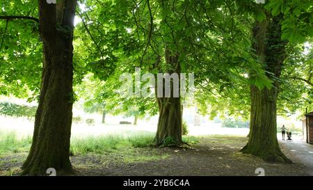 Tree trunks in Chiswick Gardens Stock Photo