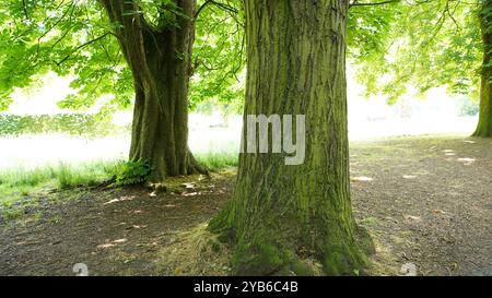 Tree trunks in Chiswick Gardens Stock Photo
