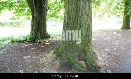 Tree trunks in Chiswick Gardens Stock Photo