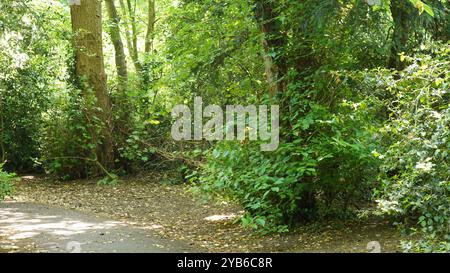 Tree trunks in Chiswick Gardens Stock Photo