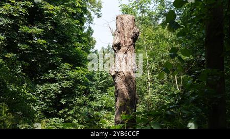 Tree trunks in Chiswick Gardens Stock Photo