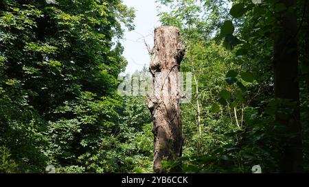 Tree trunks in Chiswick Gardens Stock Photo