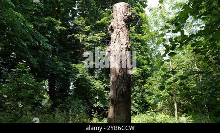 Tree trunks in Chiswick Gardens Stock Photo