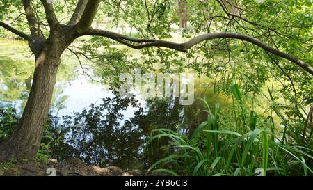 Tree trunks in Chiswick Gardens Stock Photo