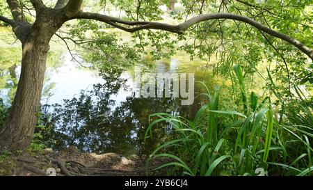 Tree trunks in Chiswick Gardens Stock Photo