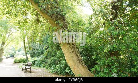 Tree trunks in Chiswick Gardens Stock Photo