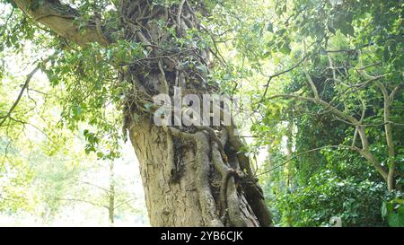 Tree trunks in Chiswick Gardens Stock Photo