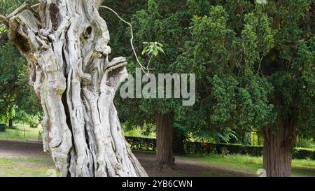 Tree trunks in Chiswick Gardens Stock Photo