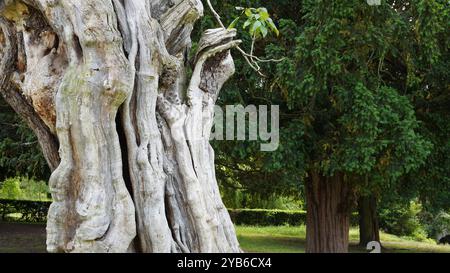 Tree trunks in Chiswick Gardens Stock Photo