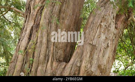Tree trunks in Chiswick Gardens Stock Photo