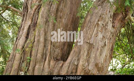 Tree trunks in Chiswick Gardens Stock Photo
