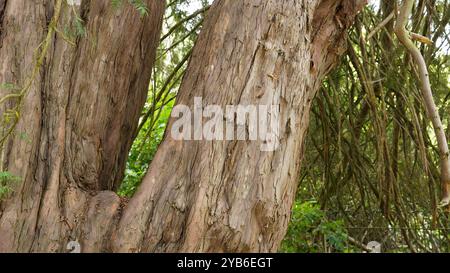 Tree trunks in Chiswick Gardens Stock Photo
