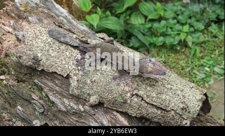 Common Flat-tail Gecko (Uroplatus fimbriatus) sitting superbly camouflaged on the side of a tree, facing the camera with mesmerizing eyes, Madagascar. Stock Photo