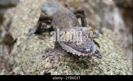 Common Flat-tail Gecko (Uroplatus fimbriatus) sitting superbly camouflaged on the side of a tree, facing the camera with mesmerizing eyes, Madagascar. Stock Photo