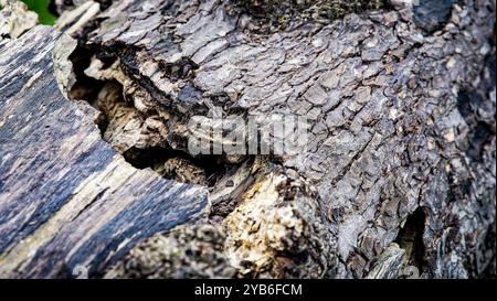 Tree trunk - bark - old - Chiswick Gardens Stock Photo