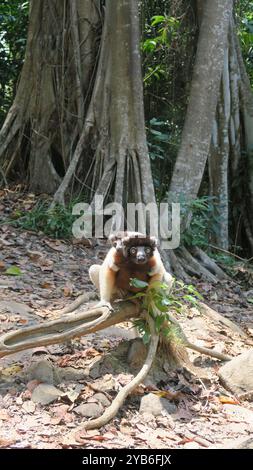 A Crowned Sifaka mother with its child found on Nosy Antsoha, a small island in the northeast of Madagascar, a critically endangered species. Stock Photo