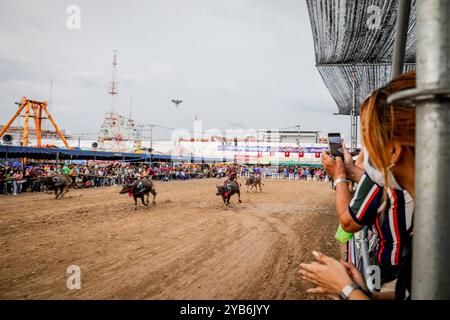 Chonburi Buffalo Racing Festival in Thailand Thai jockeys compete in the annual water buffalo races in Chonburi province, Thailand, 16 October 2024. An estimated 300 water buffaloes take part in the centuries old water buffalo racing festival. The races are divided into categories, where buffaloes are placed according to the buffalo s age. The annual festival is held every October among rice farmers to celebrate the rice harvest and to mark the end of the Buddhist Lent. Chonburi Thailand Copyright: xMatrixxImagesx/xDiegoxAzubelx Stock Photo