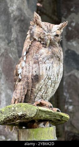 Closeup of a sleeping owl in Ecuador Stock Photo