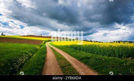 Path through dirt and rapeseed fields under a heavy sky Stock Photo