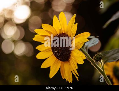 The image shows a bright yellow sunflower in sharp focus, standing out against a blurred, bokeh-filled background. Stock Photo