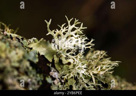 Evernia prunastri, Oak moss. Stock Photo