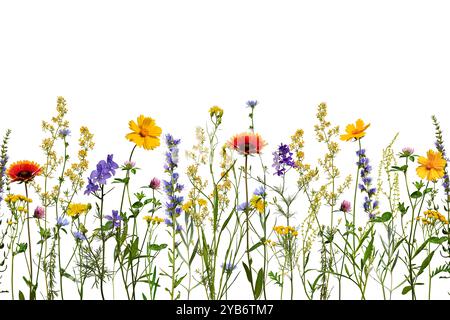 Summer composition. A border of wildflowers and herbs isolated on a white background. Floral horizontal composition, border. Stock Photo