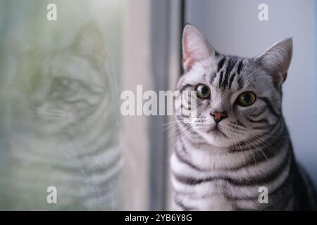 one American shorthair silver tabby cat beside the window, look at camera Stock Photo