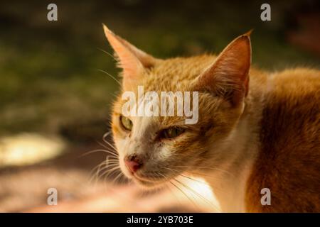 The staring orange cat Stock Photo