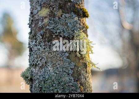 A tree covered with leafy foliose lichens and shrubby fruticose lichens. Lichen on the tree bark autumn season. Autumn background. Stock Photo