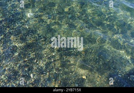 Sunlight dances on the gentle waves, illuminating various stones and shells at the sandy bottom, showcasing nature's beauty in an idyllic coastal sce Stock Photo