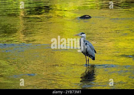 Grey Heron in shallows (long-legged wader, s-shape neck, sharp pointed beak & bill, hunter & predator fishing hunting) - Yorkshire Dales, England, UK. Stock Photo