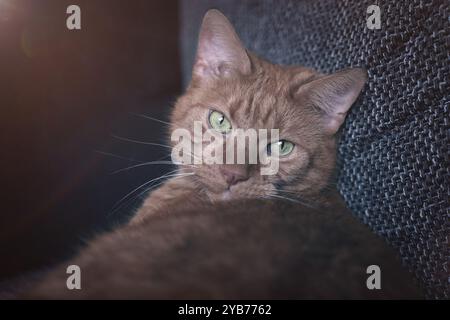 Cute red cat relaxing in the Sunlight. Horizontal image with selective focus. Stock Photo